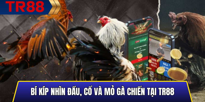 Bí kíp nhìn đầu, cổ và mỏ gà chiến tại TR88