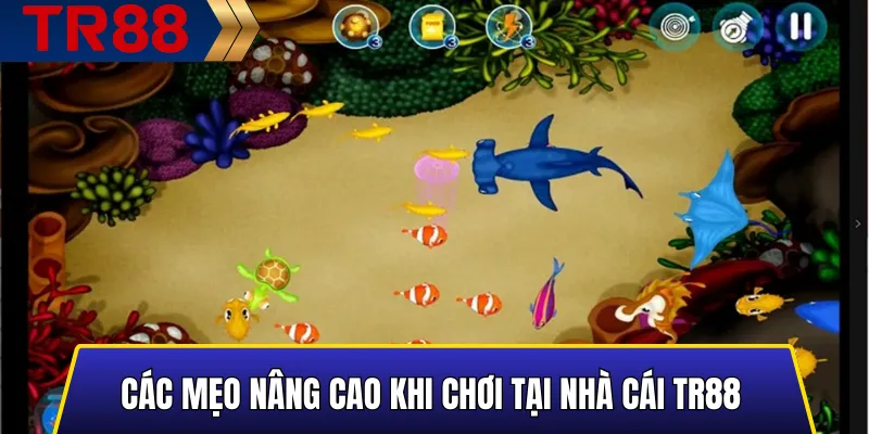 Mẹo nâng cao giúp săn cá hiệu quả tại TR88