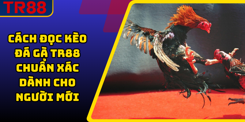 Cách Đọc Kèo Đá Gà TR88 Chuẩn Xác Dành Cho Người Mới