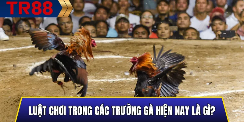 Tổng quan về luật chơi trong các trường gà hiện nay