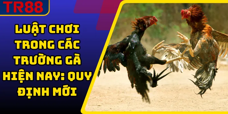 Luật Chơi Trong Các Trường Gà