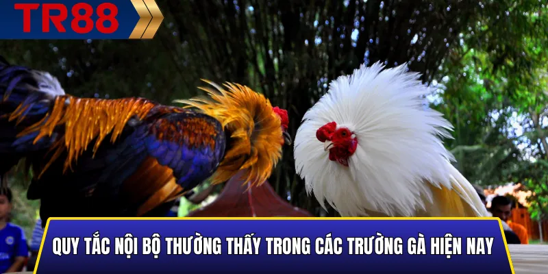Các quy tắc nội bộ phổ biến trong trường gà