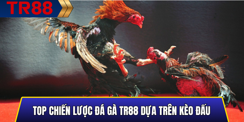 Top chiến lược đá gà TR88 dựa trên kèo đấu